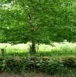 Fewston Oak tree and railings 1