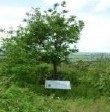 Norwood Oak tree and railings